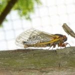 Brood X 17-Year Cicada