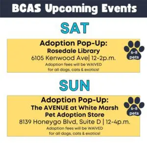Baltimore County Animal Services Pet Adoption Pop Up Events 20250809