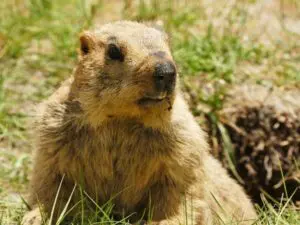 Marmot Groundhog
