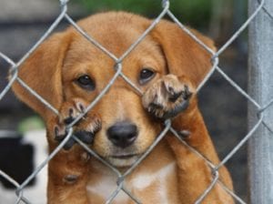Pet Adoption