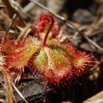 Dwarf Sundew Carnivorous Plant