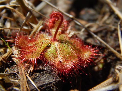 Dwarf Sundew Carnivorous Plant