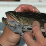 Northern Snakehead Frankensfish