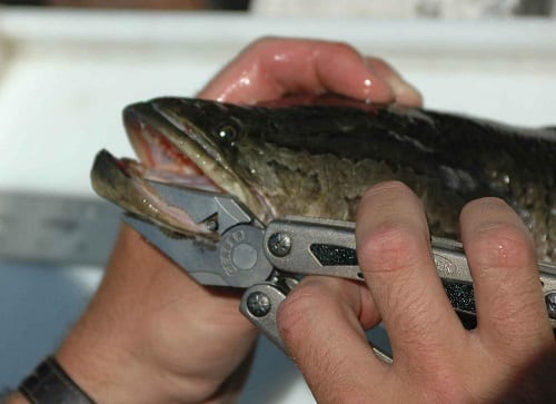 Northern Snakehead Frankensfish