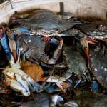 Blue Crabs