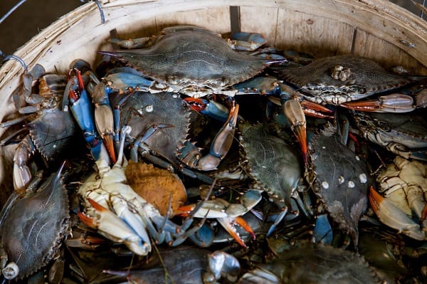 Blue Crabs