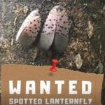 Spotted Lanternfly