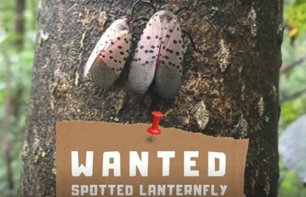 Spotted Lanternfly