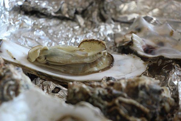 Oysters