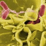 Salmonella Bacteria