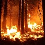 Wildfire Forest Fire