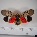 Spotted Lanternfly 1