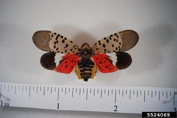 Spotted Lanternfly 1