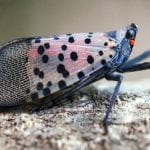 Spotted Lanternfly