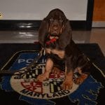 Baltimore County Police New Bloodhound