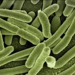 E Coli Bacteria