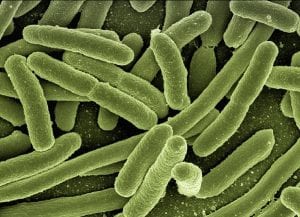 E Coli Bacteria