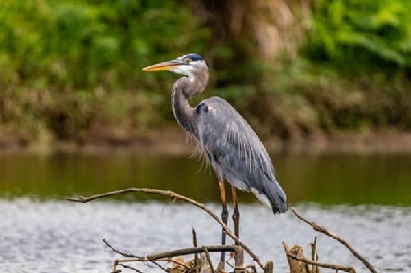 Waterfowl Bird