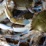 Chesapeake Bay Blue Crab