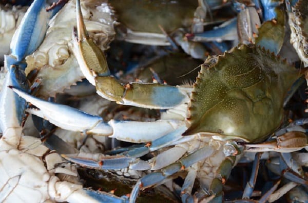 Chesapeake Bay Blue Crab