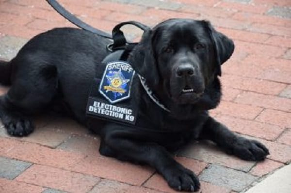 Harford County K-9 Sata