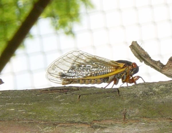 Brood X 17-Year Cicada