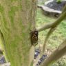 Brood X Cicada Maryland