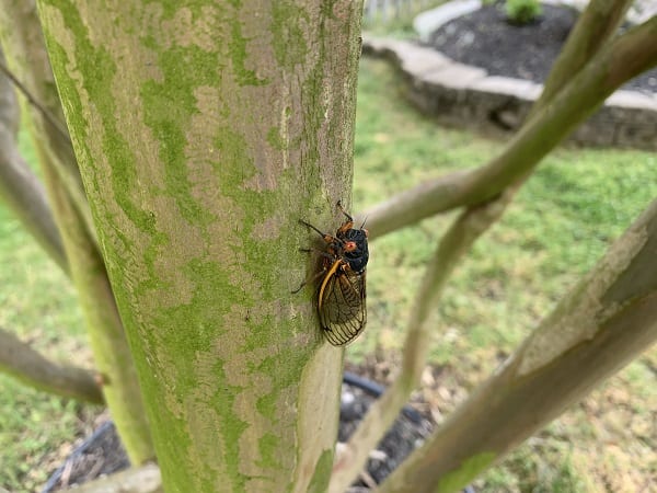 Brood X Cicada Maryland