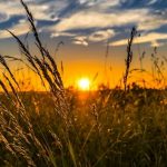 Wheat Field Farm Sunset