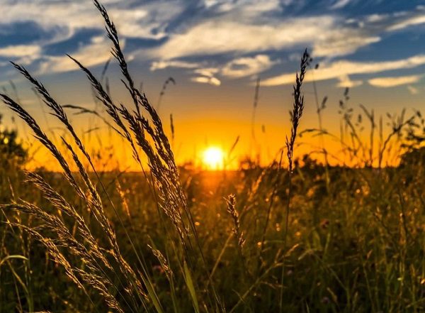 Wheat Field Farm Sunset