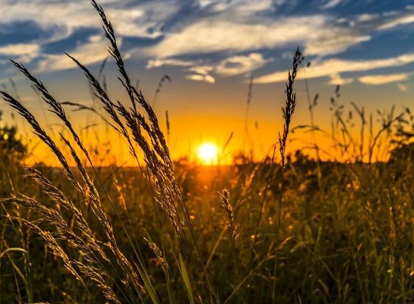 Wheat Field Farm Sunset