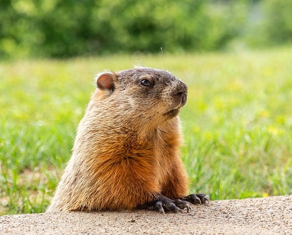 Groundhog