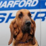 Harford County K9 Carley