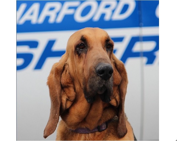 Harford County K9 Carley