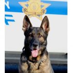 Harford County Sheriffs Office Bullet K9