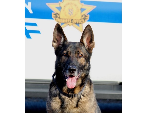 Harford County Sheriffs Office Bullet K9