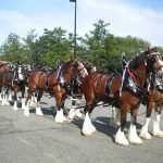 Budweiser Clydesdales