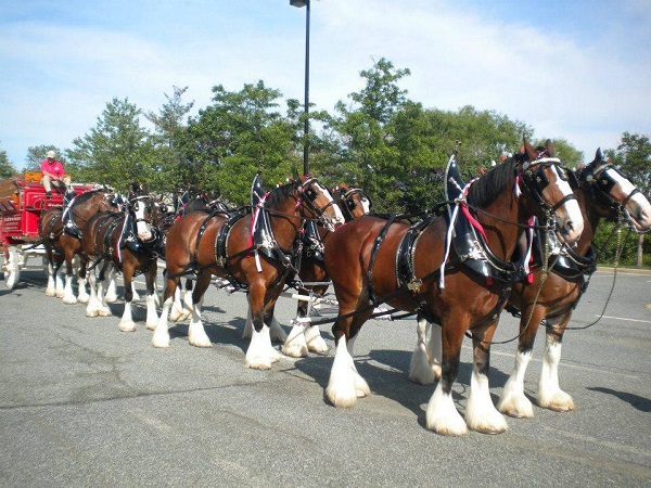 Budweiser Clydesdales