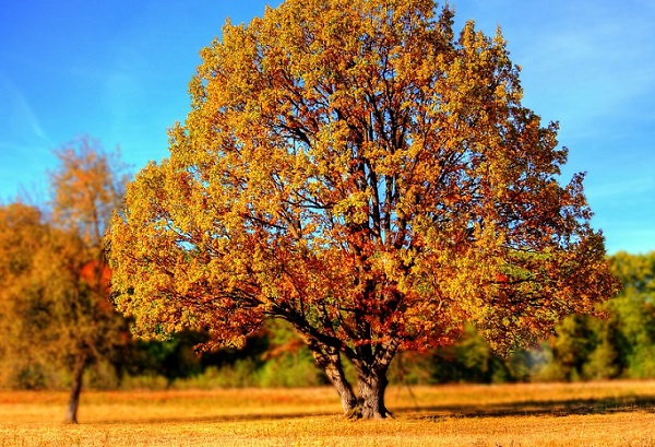 Tree Autumn