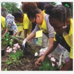 Baltimore City Living Classroom Masonville Cove Pollinator Gardens