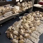 Marijuana Seizure Baltimore 20230405