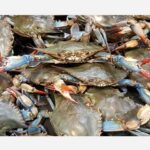 Blue Crabs