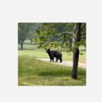 Black Bear Hillendale Country Club 20230608