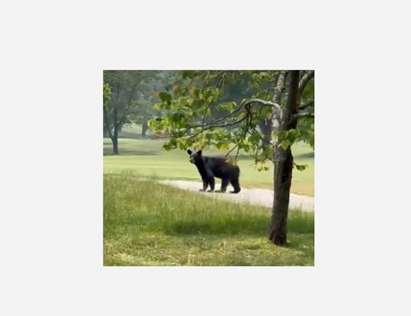 Black Bear Hillendale Country Club 20230608