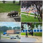 Perry Hall Pig Crosswalk 20230818