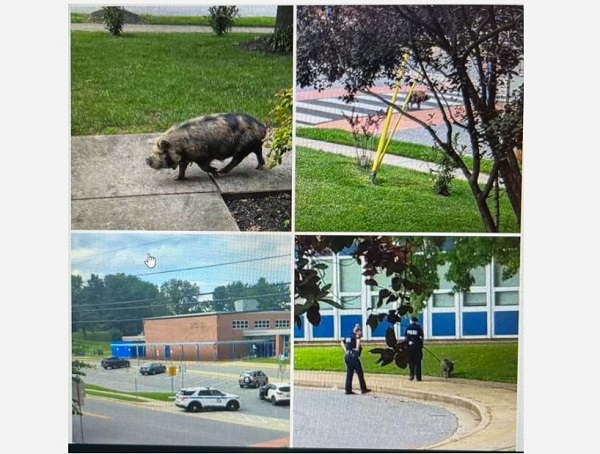 Perry Hall Pig Crosswalk 20230818