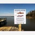 Chesapeake Bay Invasive Catfish Sign