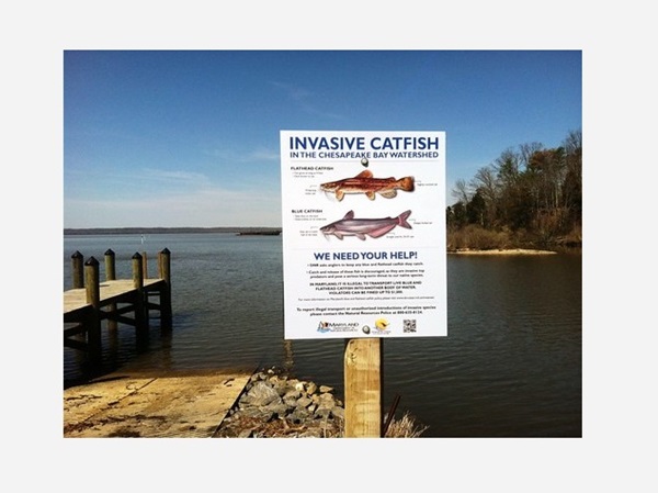 Chesapeake Bay Invasive Catfish Sign