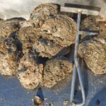 Maryland Oyster Shells DNR