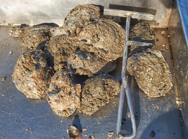 Maryland Oyster Shells DNR